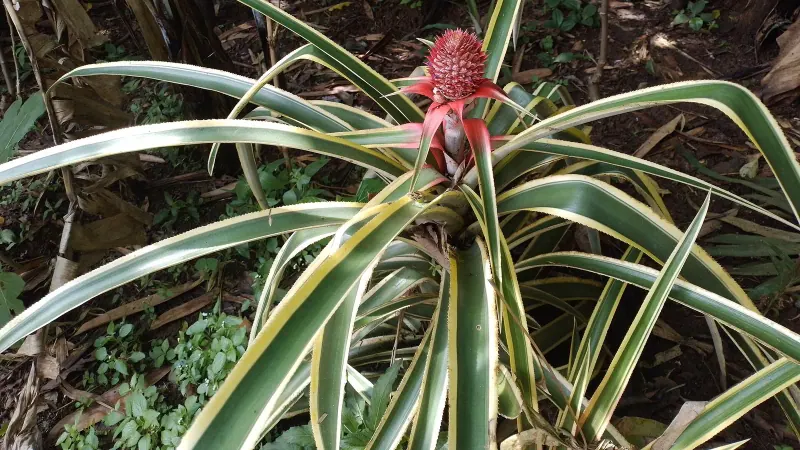 Ananas