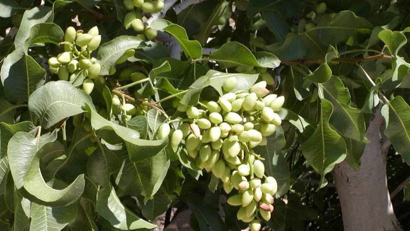Antep fıstığı