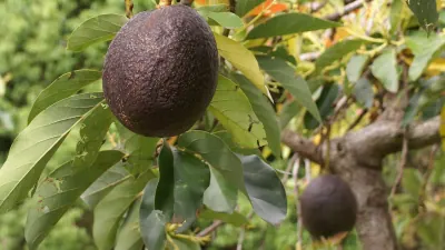 Avokado