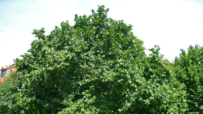 Fındık
