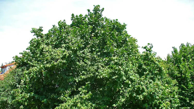 Fındık