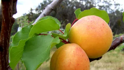 Kayısı