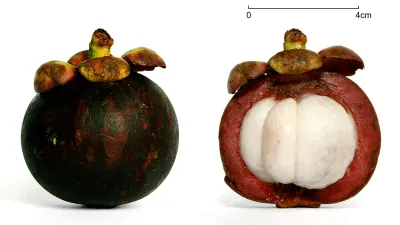 Mangostan