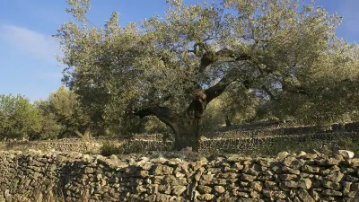 Zeytin