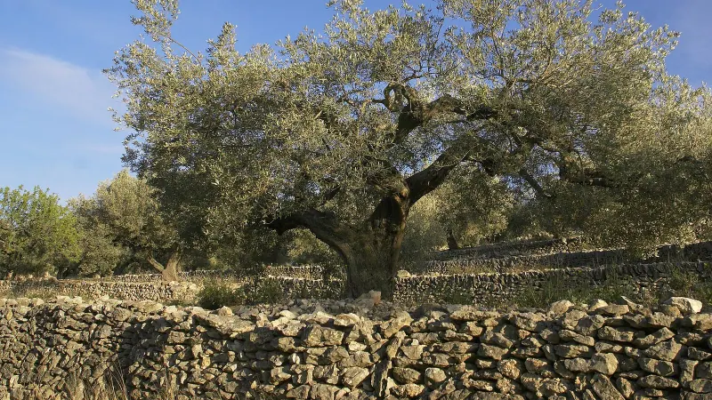 Zeytin
